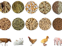 Animal food and Feeds